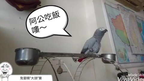 台湾网友家的鹦鹉,提醒主人吃饭,还特别热情